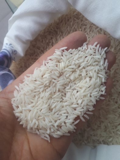  غلات | برنج طارم استخوانی شیرودی