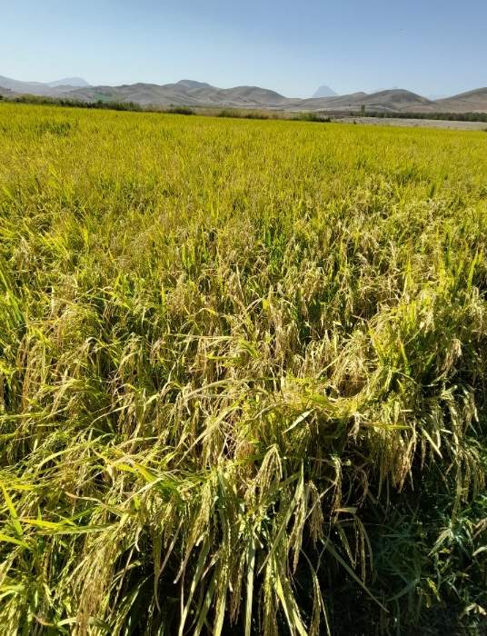 غلات | برنج برنج محلی کشت اول درکه