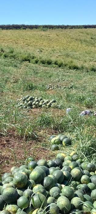  خشکبار | تخمه آفتابگردان تخمه هندوانه شهرستان کلاله دیمه با بهتربن کیفیت
