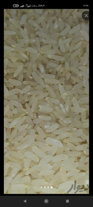  غلات | برنج عنبربو و کامفیروزی