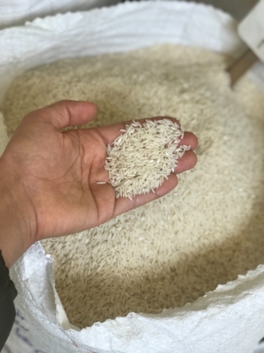  غلات | برنج طارم سنگی و هاشمی