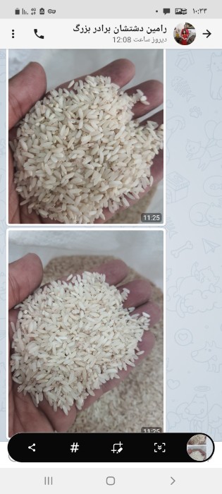  غلات | برنج هاشمی عنبر بو پاکستان هندوستانشیرودی فجر
