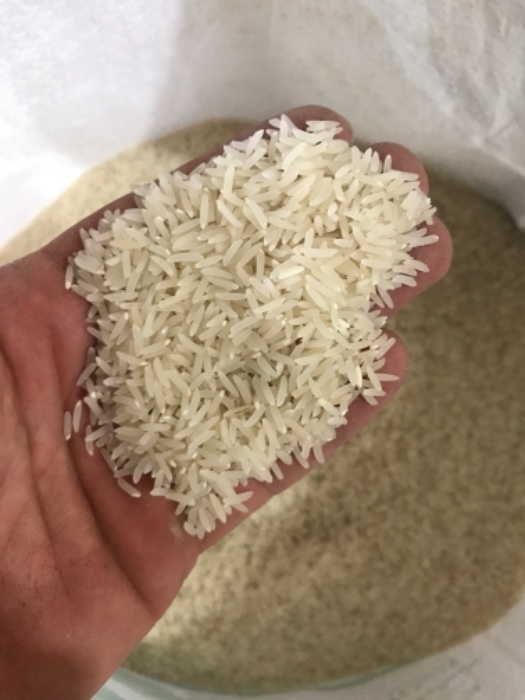  غلات | برنج برنج فجر گرگان
