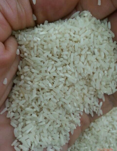  غلات | برنج برنج فجر مزرعه خودم بدون یک درصد ناخالصی