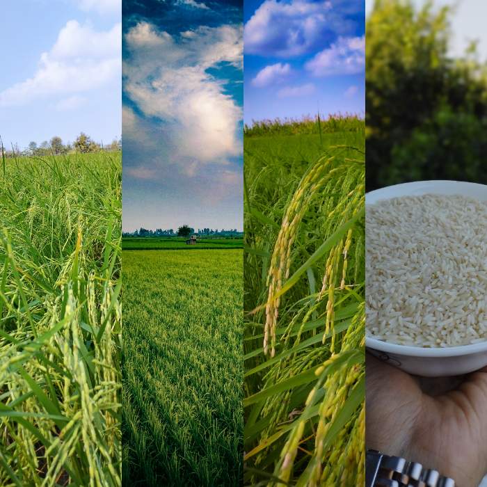  غلات | برنج برنج شیرودی