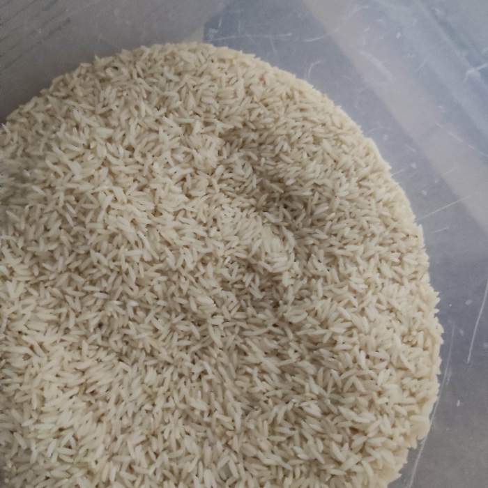  غلات | برنج برنج هاشمی کشت اول وکشت دوم