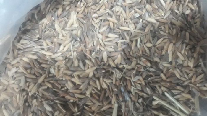  غلات | برنج شلتوک عنبر بو