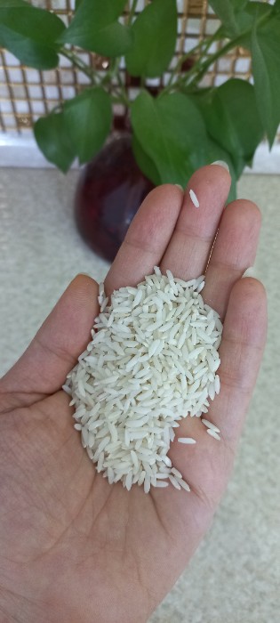  غلات | برنج طارم هاشمی اعلا