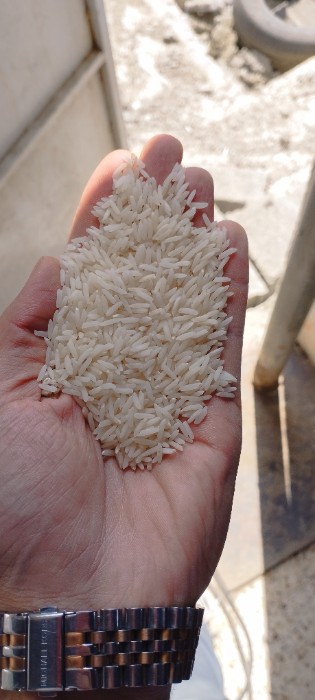  غلات | برنج برنج طارم هاشمی اعلا
