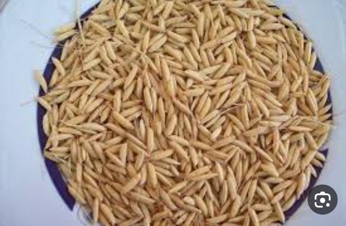  غلات | برنج چلتوک برنج دم سیاه لنجان